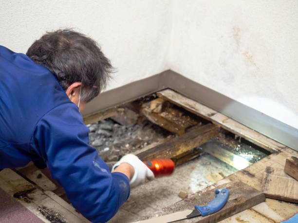 Best Certified Mold Removal  in North Industry, OH
