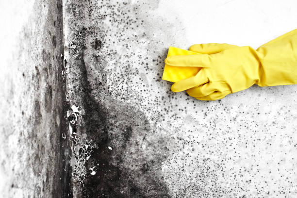 Best Mold Remediation  in North Industry, OH
