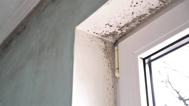 Best Professional Mold Removal  in North Industry, OH