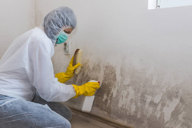 Best Mold Removal Company Near Me  in North Industry, OH