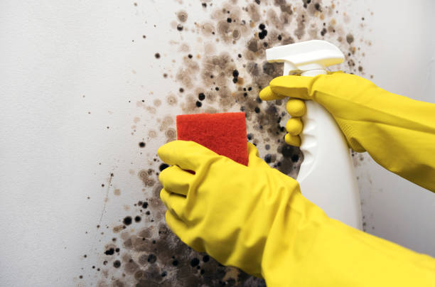 Best Toxic Mold Removal  in North Industry, OH