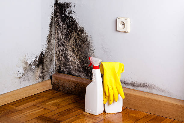 Best Black Mold Removal  in North Industry, OH